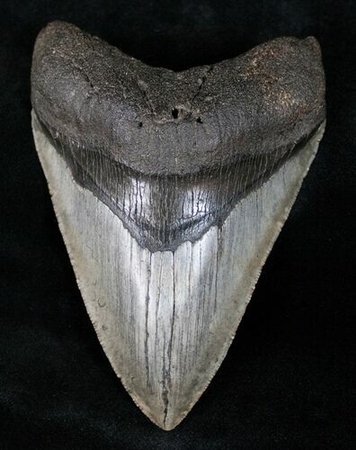Cooper River Megalodon Tooth #12397